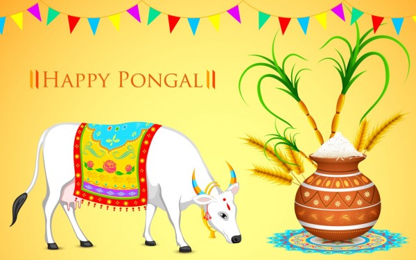 Happy-pongal-hd-3d-wallpapers