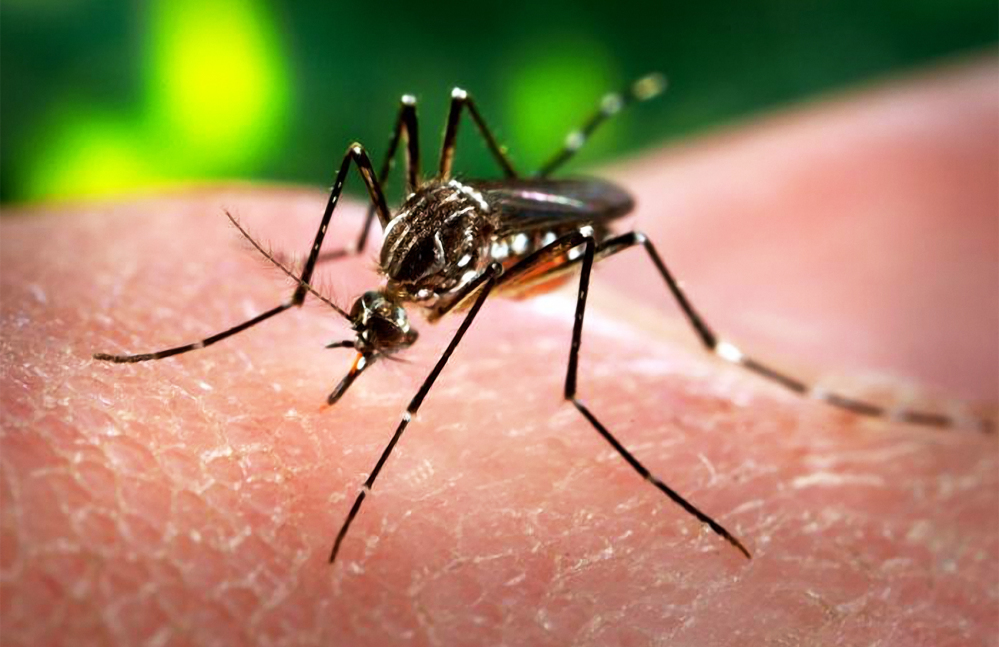 Zika Virus Things you should know about Symptoms, Diagnosis & Treatment